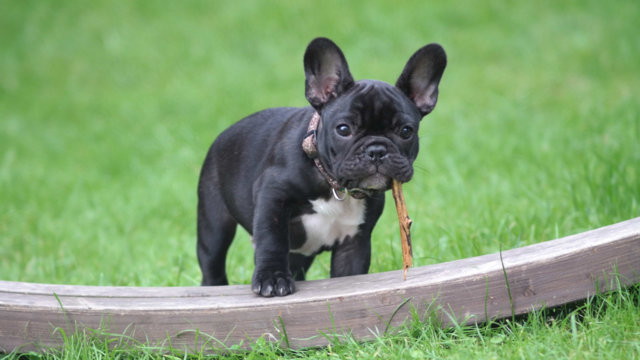 Best Dog Food for French Bulldogs in NZ