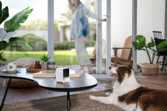 Best Pet Cameras in New Zealand | Smart Cameras for Dogs & Cats