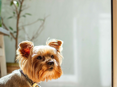 Top Toys for Yorkshire Terriers: Keep Your Yorkie Mentally Stimulated