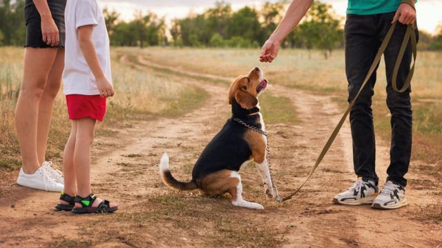 How to Train a Beagle: A NZ Owner's Guide