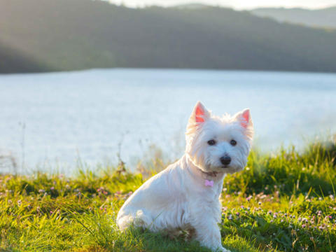 Best Dog Food for West Highland Terriers in NZ