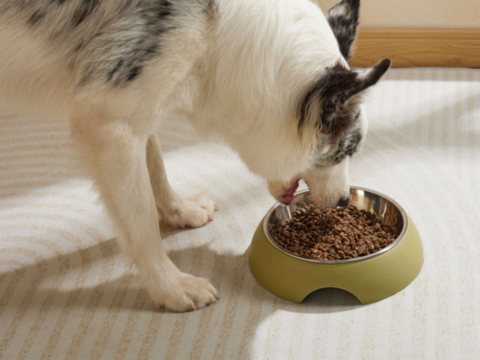 Best Dog Bowls NZ: Choose the Right Bowl for Your Pup