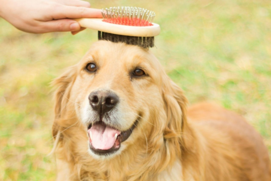 How to Groom a Golden Retriever: Complete NZ Guide