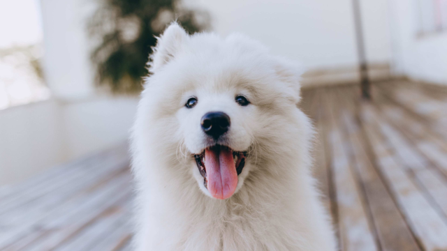 How to Keep Your Dog’s Coat Shiny, Healthy and Full: Expert-Approved Tips