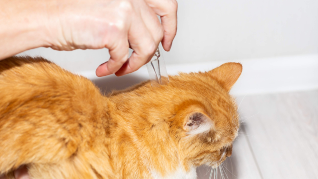 Profender For Cats: How It Works And When To Use It