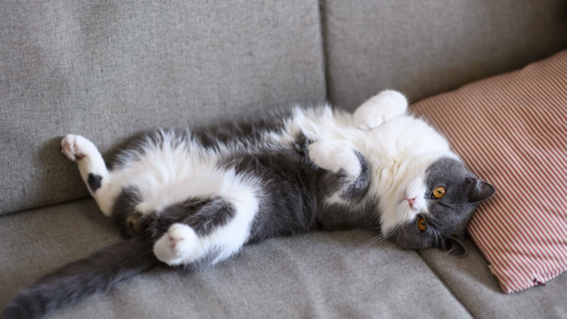Understanding Cat Body Language: A Guide For Kiwi Owners