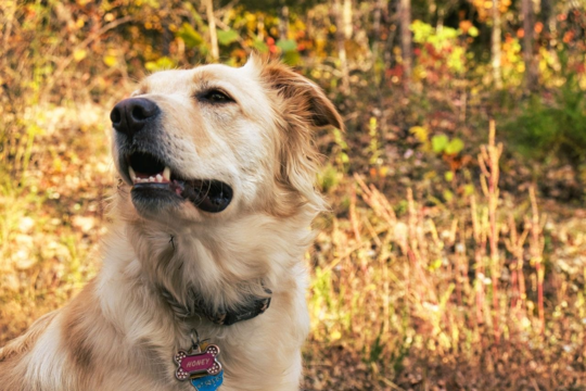 Gollie Temperament Guide: Golden Retriever x Border Collie Personality