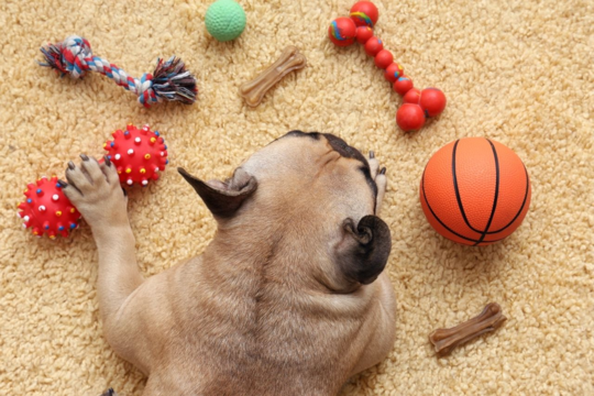 Dog Toy Buying Guide NZ: How to Choose by Size, Age & Play Style