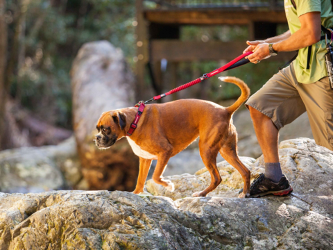 Best Dog Leash Guide NZ