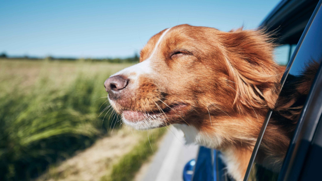 The Ultimate NZ Holiday Travel Guide For Pets