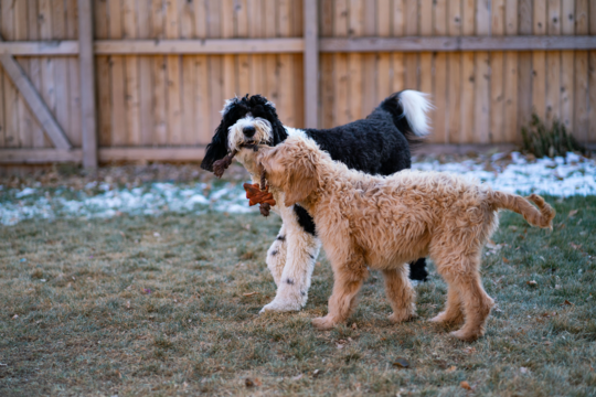 Labradoodle vs Groodle: Which Crossbreed is Right For Your Family?