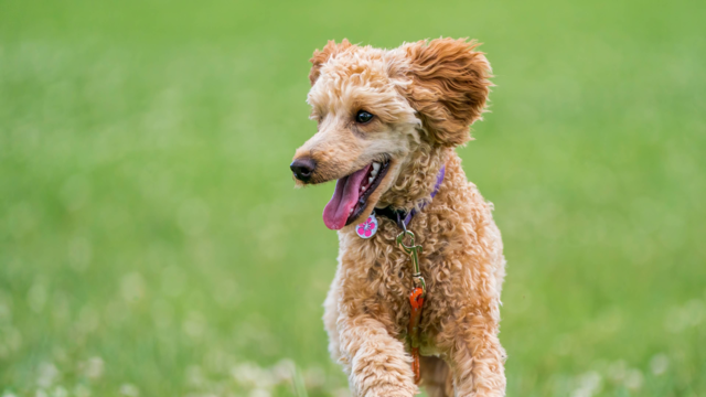 Poodle Grooming & Exercise Guide: Tips for Toy, Miniature & Standard Poodles