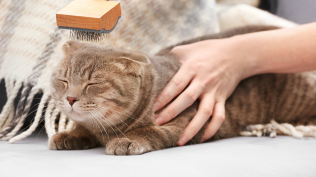 Cat Grooming 101: Brushes & Bathing Tips
