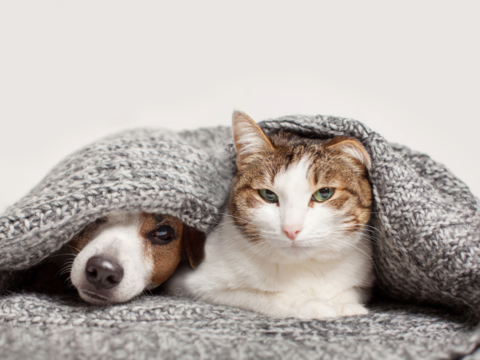 Fireworks and Pets: How to Keep Them Calm on Guy Fawkes