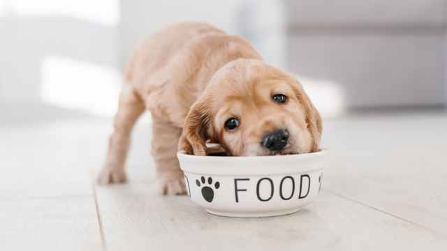 Best Puppy Food in New Zealand (and Where to Buy it Online)
