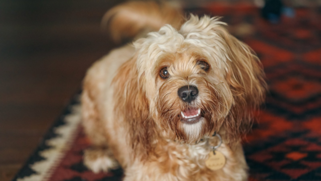 How to Groom a Cavoodle: A Complete NZ Guide