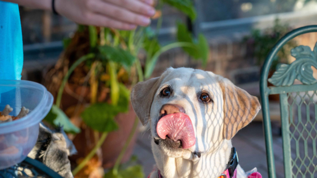 Toxic Foods You Should Never Feed Your Dog (And What To Give Instead)