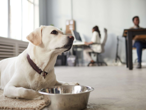 Preparing Your Dog for Their First Day at the Office: A Complete Guide
