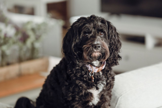 Are Cavoodles Good Apartment Dogs? A Complete Apartment Living Guide