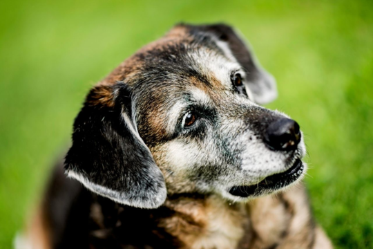 What Happens Inside Your Dog's Body as They Age
