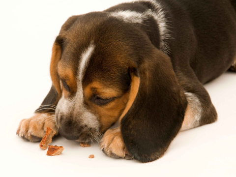 Best Puppy Treats in NZ for Training and Teething