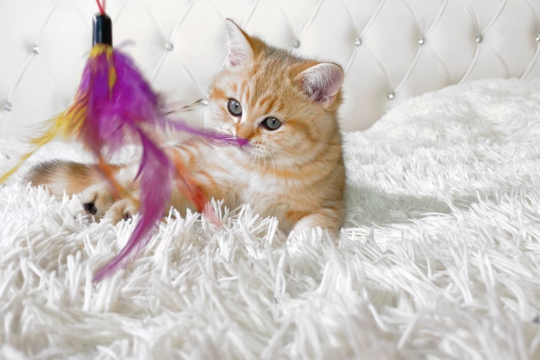 Best Cat Toys in NZ: The Ultimate Guide for Every Cat