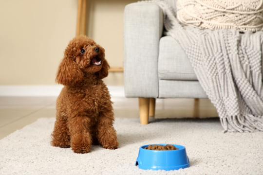 How Often Should You Feed a Poodle? Puppy, Adult and Senior Feeding Guide