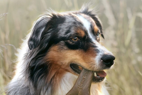 Best Indestructible Dog Toys for Heavy Chewers in NZ