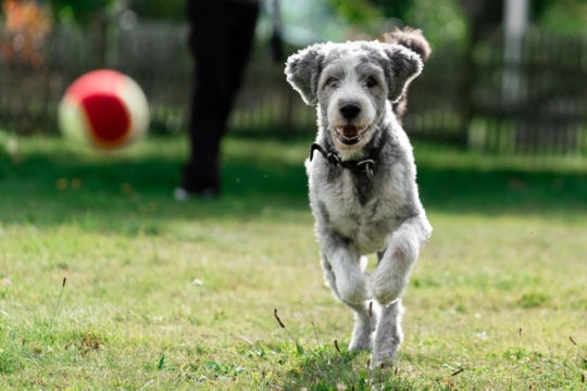 How to Play Fetch Safely With Your Dog (Toys, Tips and Injury Prevention)