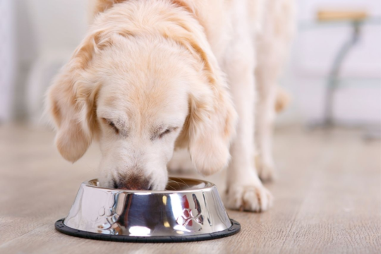 Pro Plan Pet Food Guide for Dogs and Cats | Science Led Nutrition NZ