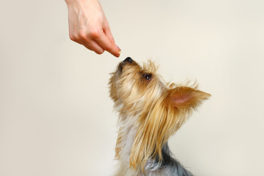 How to Train a Yorkshire Terrier: Tips for a Well-Behaved Yorkie