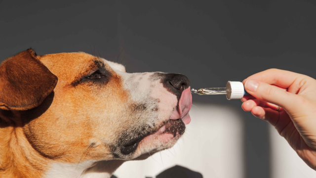 Best Supplements for Dogs and Cats in NZ: Joint, Coat, Gut & Calming Support