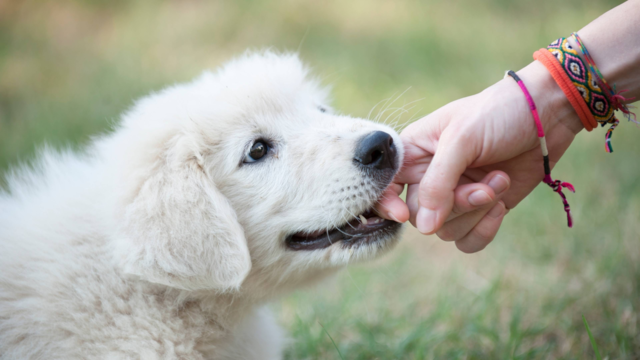 How to Stop Your Puppy Biting: Easy NZ Training Tips That Work