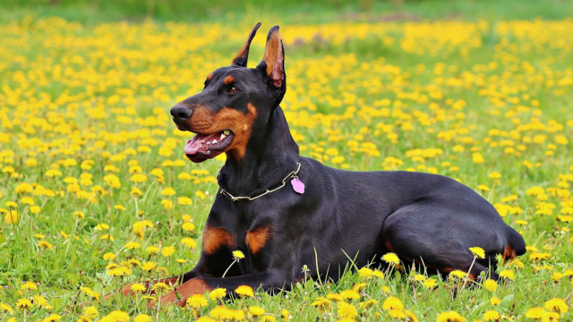 Dog Allergy Symptoms & Treatments: Food vs Environmental Causes Explained