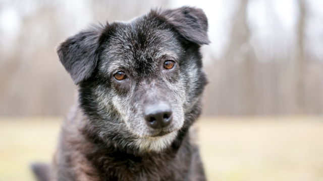 How Often Do Senior Dogs and Cats Need Vet Checks