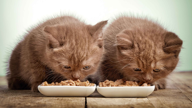 How to Read Pet Food Labels: A NZ Guide for Choosing the Best Nutrition