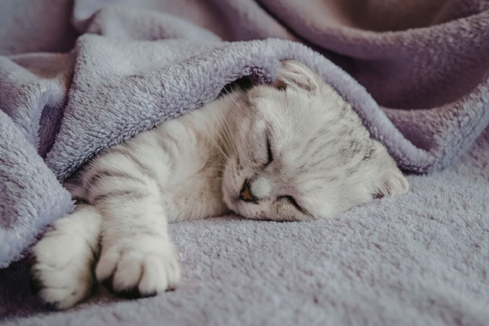 Joint Care for Senior Cats: Supplements and Support Options in NZ