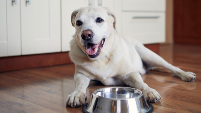 Appetite Patterns in Older Dogs: What to Notice