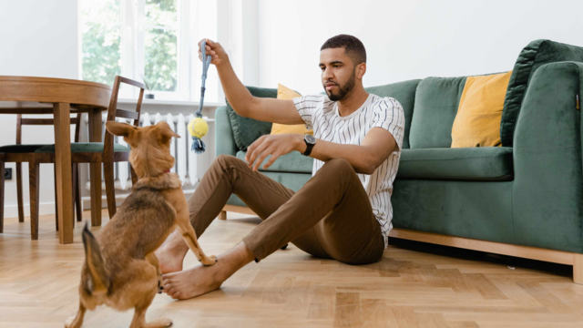 Small Dog Exercise Ideas for Apartments and Small Spaces
