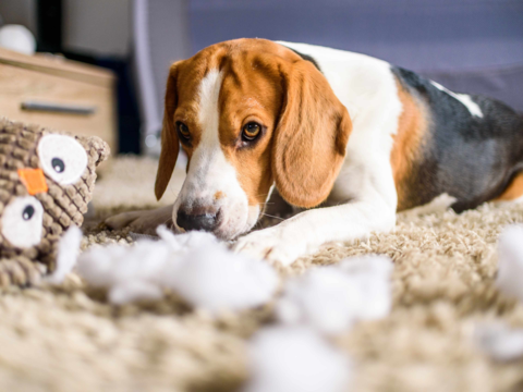 5 Clear Signs Your Dog’s Toy Needs Replacing (and How to Choose Safe, Durable Replacements)