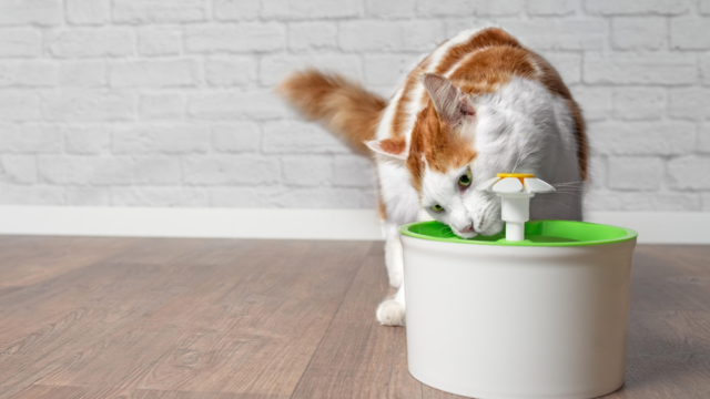 7 Clear Signs Your Cat Is Dehydrated (And How To Fix It Fast)