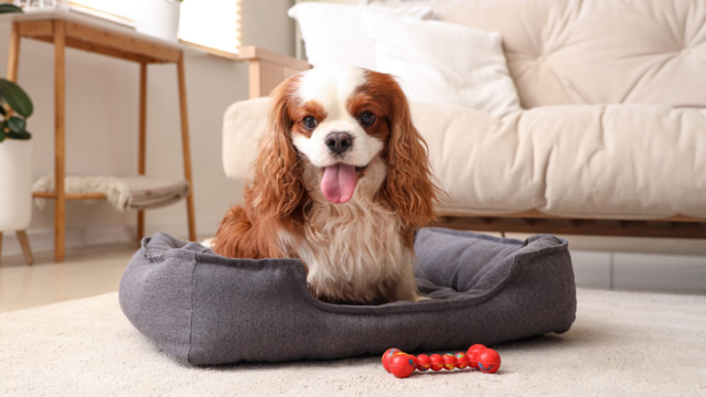 Cavalier King Charles Spaniel Complete Guide