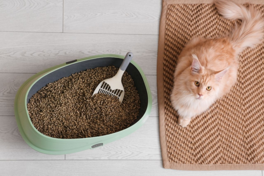 The Ultimate Guide to Cat Litter Scoops: Types, Techniques & Choosing the Best One