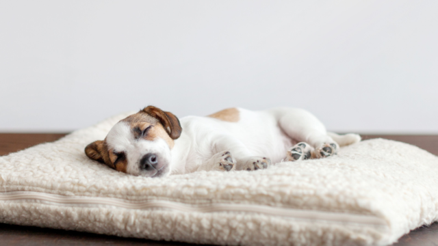 Puppy Sleep Guide: How Much Sleep Do Puppies Need by Age?