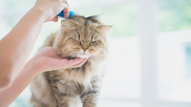 How to Groom a Persian Cat at Home: Daily Brushing Tips