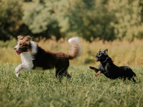 Top NZ-Made Dog Food Brands for Active, High-Energy Dogs