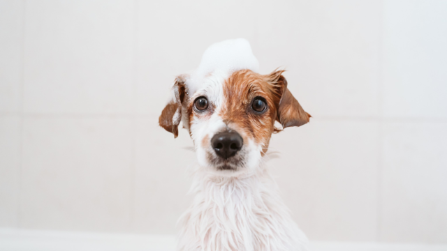 How Often Should You Bathe Your Dog? Grooming Guide for NZ Breeds & Coat Types