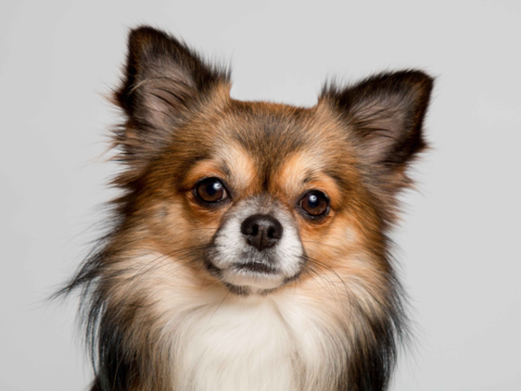 Best Dog Food For Chihuahua In New Zealand