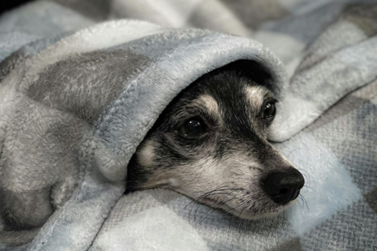 How To Keep Small Dogs Calm During Thunderstorms In NZ