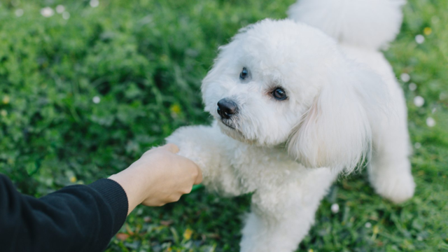 How to Train a Bichon Frise: A NZ Owner's Guide